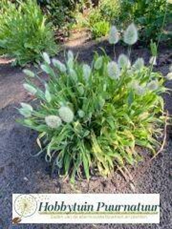 Hazenstaartje - Lagurus ovatus Bunny Tails  50 zaden