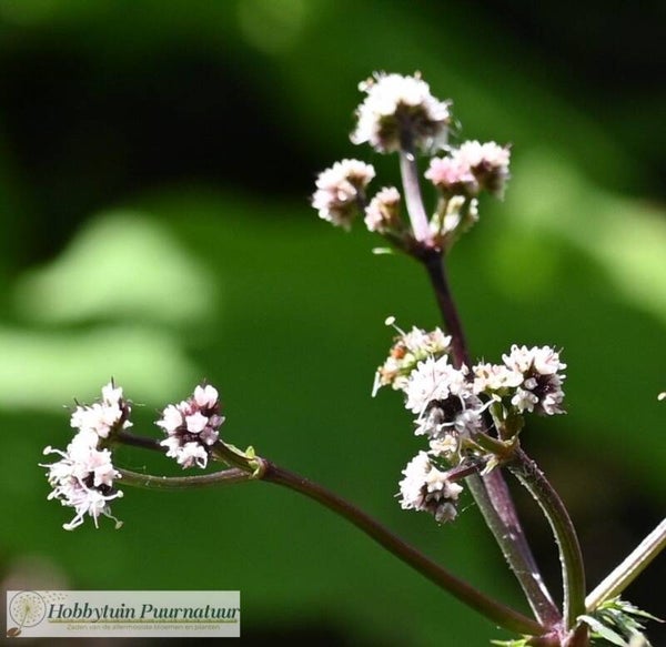 Heelkruid ECO - Sanicula europaea  15 zaden