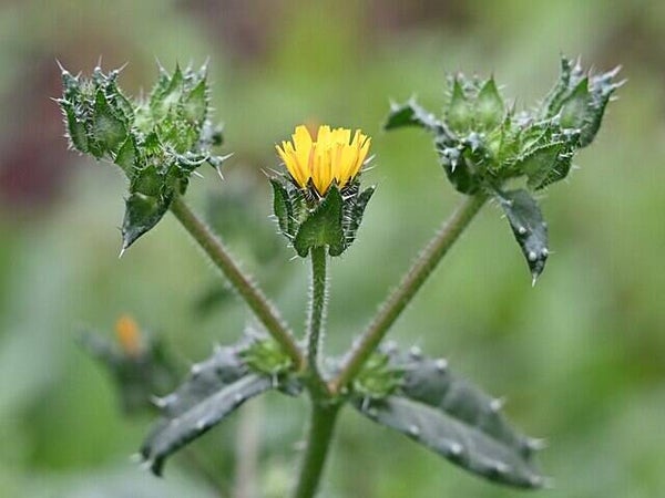 Dubbelkelk - Helminthotheca echioides  10 zaden