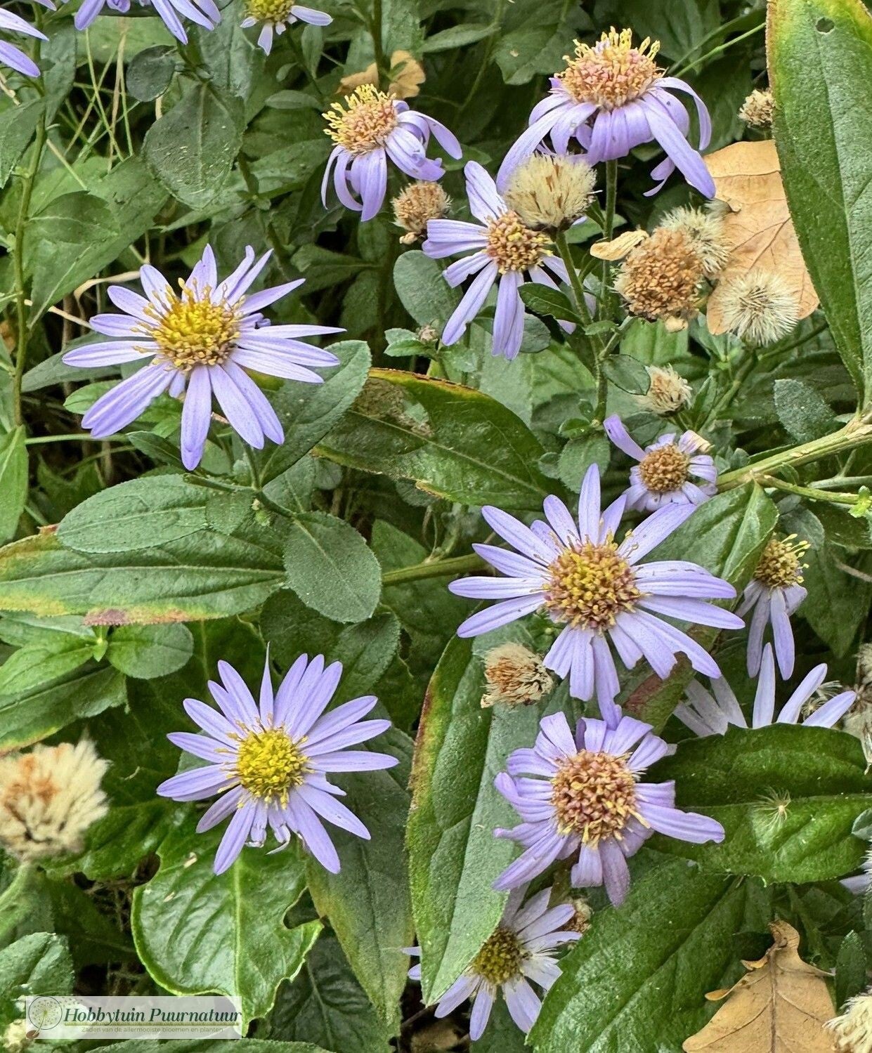 Herfstaster - Aster ageratoides Asran  25 zaden
