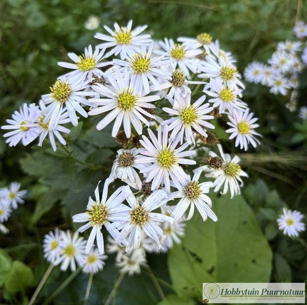 Herfstaster lila-wit mix - Aster ageratoides mix  25 zaden