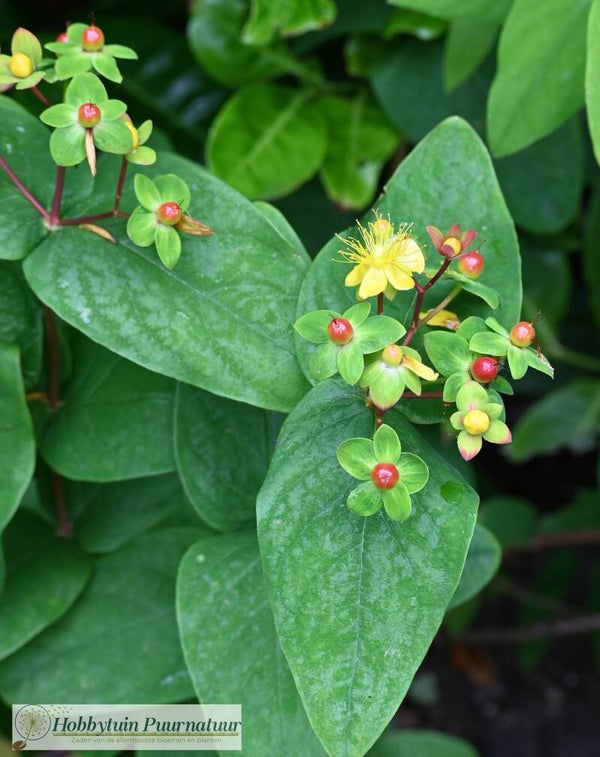 Hertshooi ECO - Hypericum hidcote  500 zaden