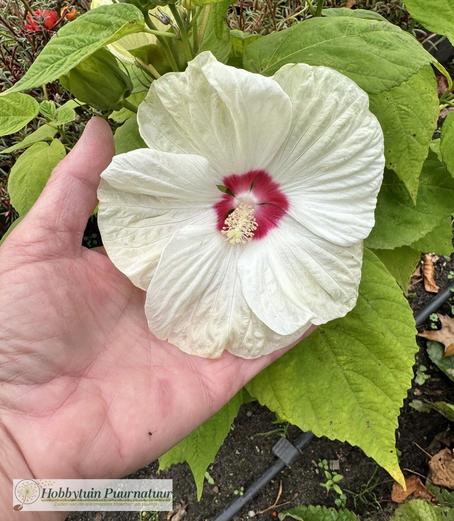 Hibiscus Luna White - Hibiscus moscheutos Luna White  10 zaden