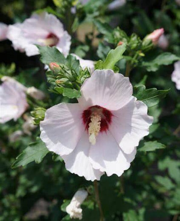 Hibiscus Red Heart - Hibiscus syriacus Red Heart  10 zaden