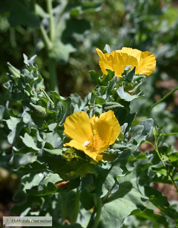Gele hoornpapaver ECO - Glaucium flavum  50 zaden