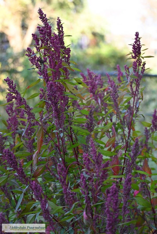 Huauzontle Red Aztec – Chenopodium berlandieri subsp. nuttalliae  100 zaden