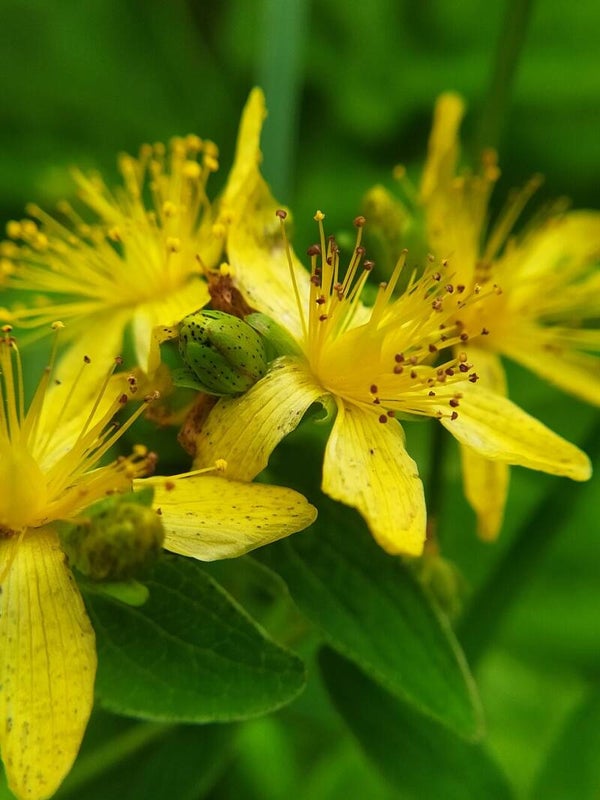Gevlekt hertshooi - Hypericum maculatum subsp. maculatum  250 zaden