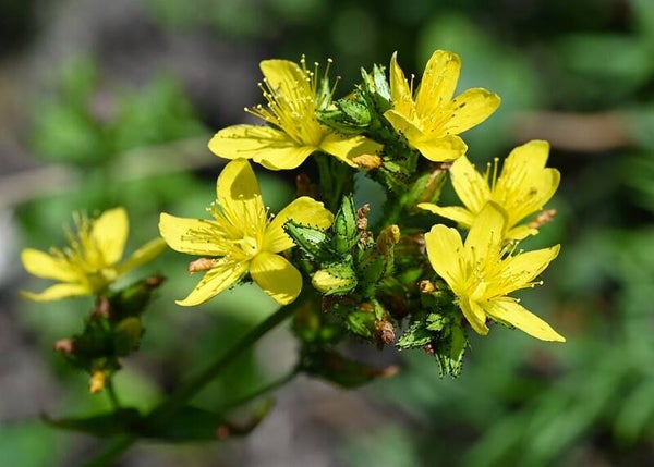 Berghertshooi - Hypericum montanum  250 zaden