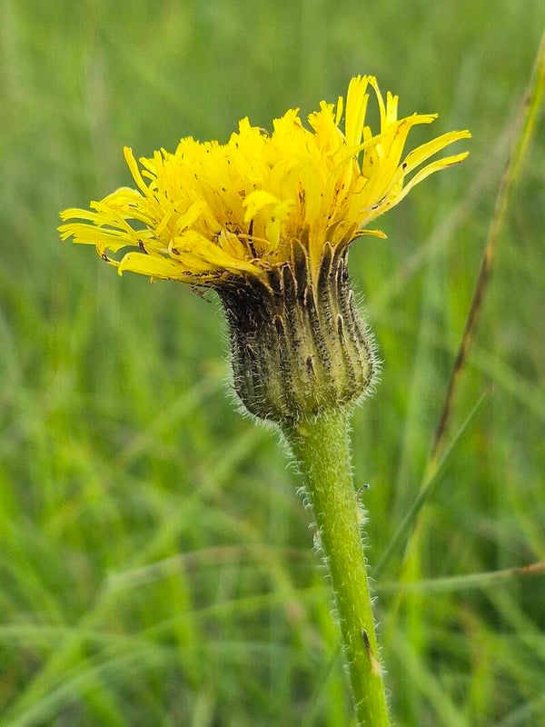 Gevlekt biggenkruid - Hypochaeris maculata  25 zaden