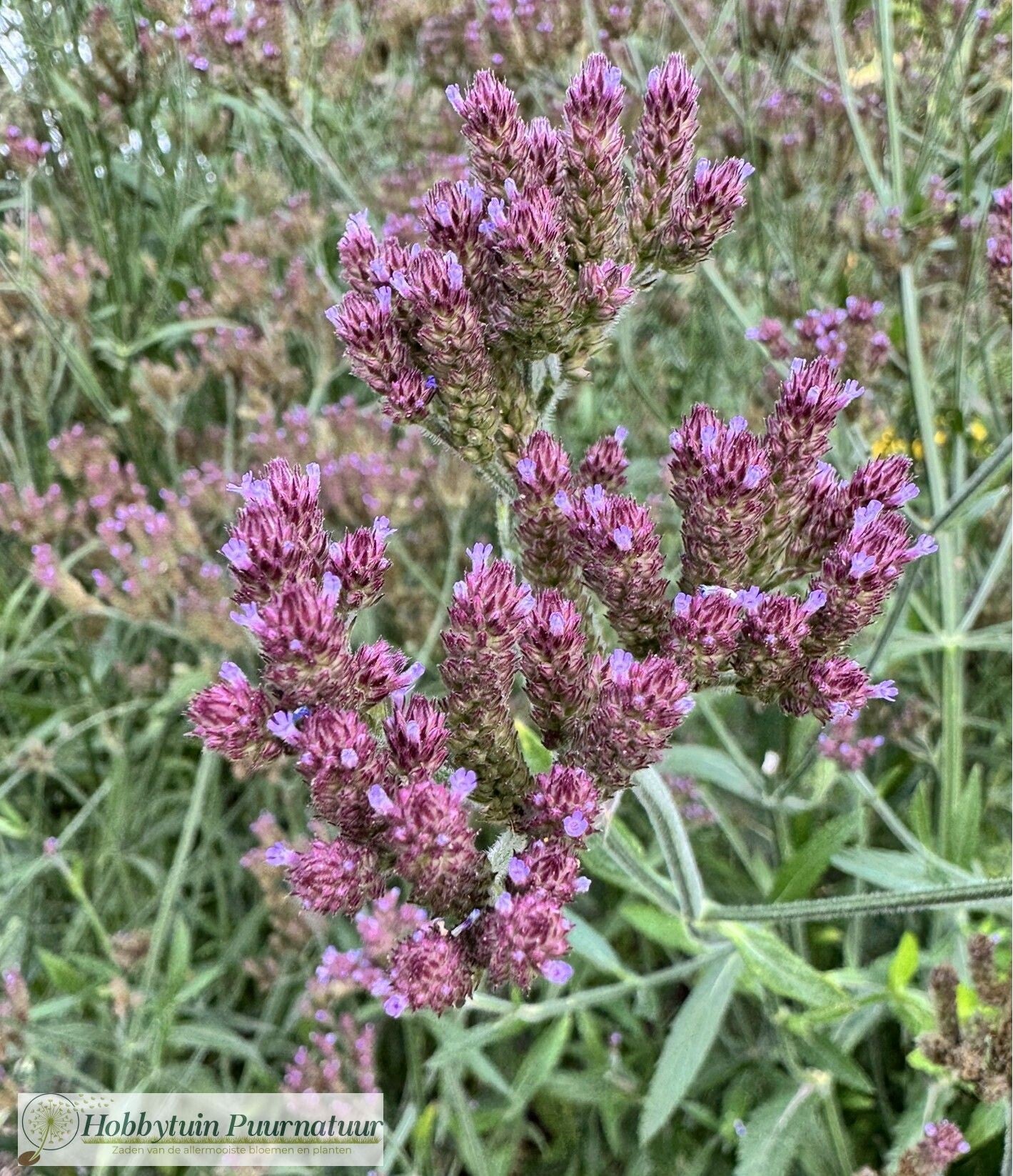 Ijzerhard incompta - Verbena incompta P.W. Michael  200 zaden