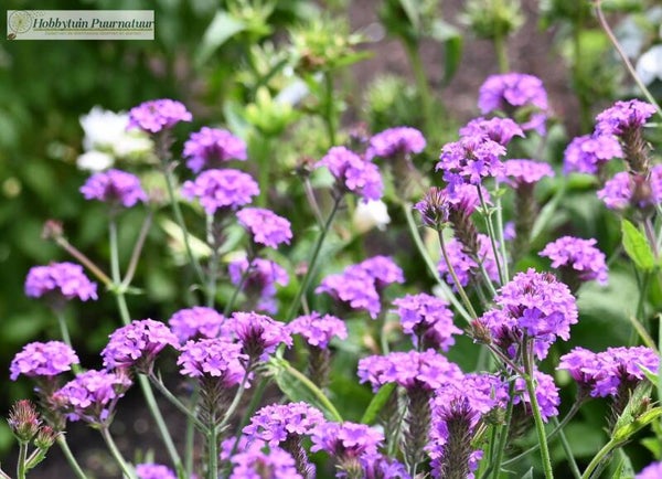 Ijzerhard rigida ECO - Verbena rigida  50 zaden