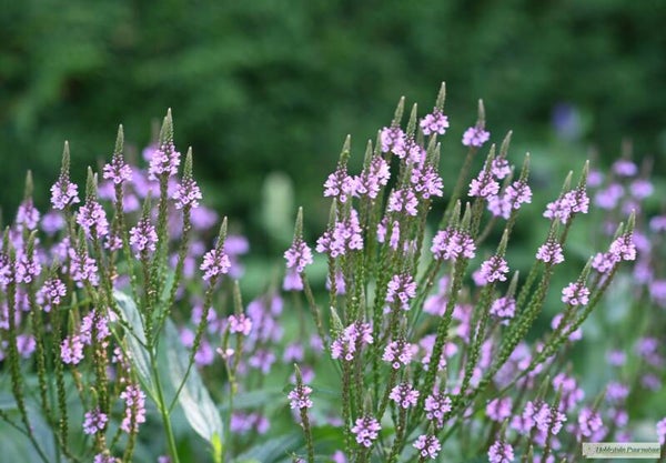 Ijzerhard roze - Verbena hastata Rosea  50 zaden