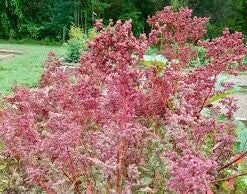 Huauzontle Red Aztec BIO - Chenopodium nuttalliae  50 zaden