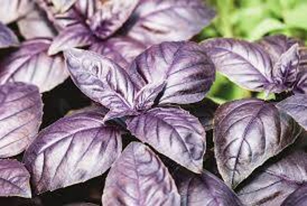 Basilicum Dark Opal - Ocimum basilicum Dark Opal  50 zaden