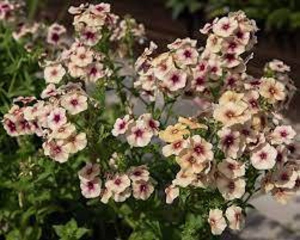 Vlambloem Cherry Caramel - Phlox drummondii Grandiflora Cherry Caramel  50 zaden