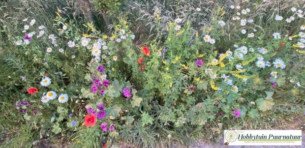 Inheemse en wilde bloemenmix Hobbytuin Puurnatuur  50 m2  80 gram