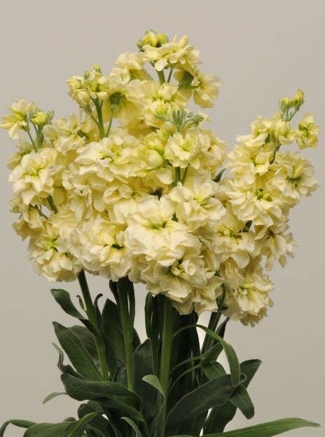 Violier geel - Matthiola incana Katz Yellow  25 zaden
