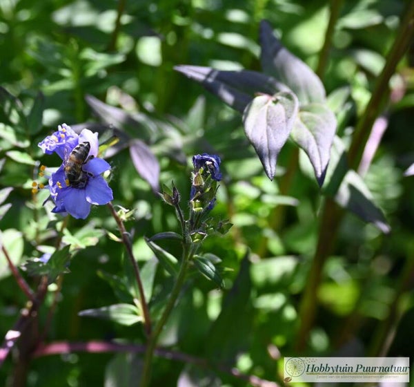 Jacobsladder Purple Strain ECO - Polemonium caeruleum Purple Strain  50 zaden