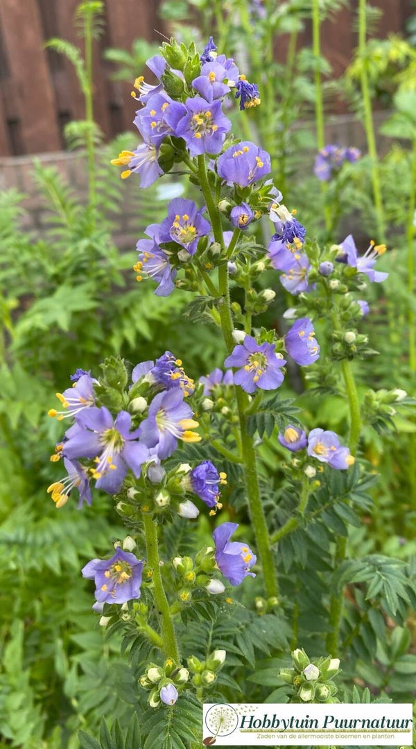 Jacobsladder - Polemonium caeruleum  50 zaden