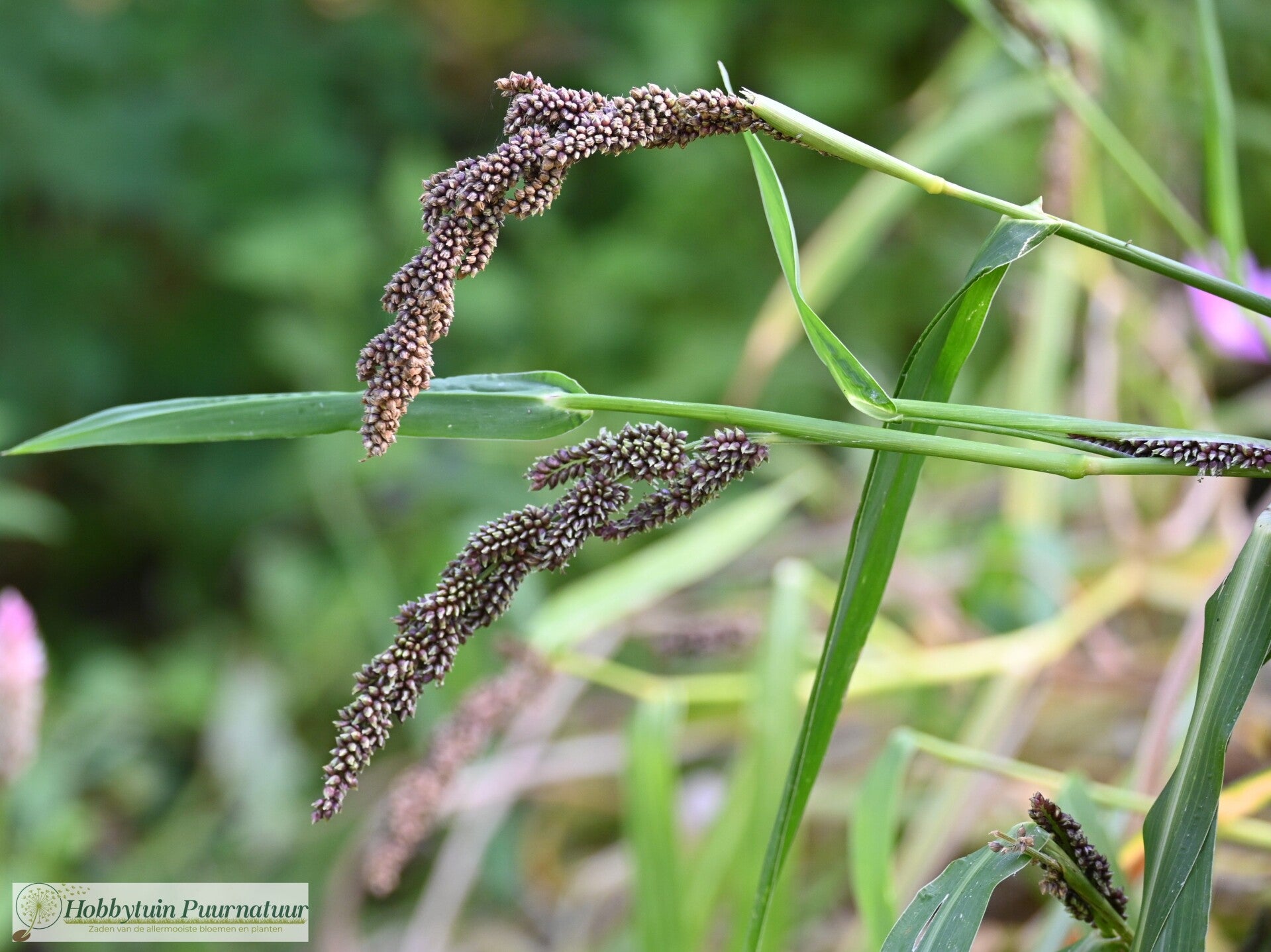 Japanse gierst - Echinochloa esculenta Yamagata  50 zaden