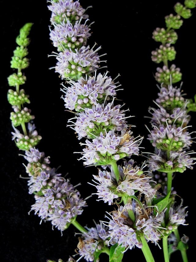 Aarmunt - Mentha spicata  500 zaden