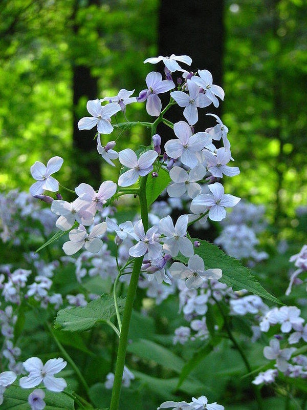 Judaspenning wit - Lunaria annua Alba  15 zaden
