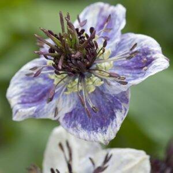 Juffertje in `t Groen Delfts blauw - Nigella papillosa Delft Blue  100 zaden