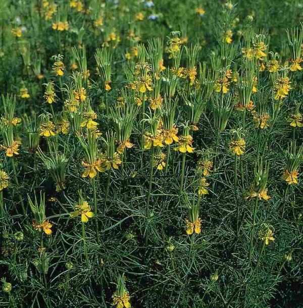 Juffertje in`t groen geel - Nigella orientalis Transformer  25 zaden