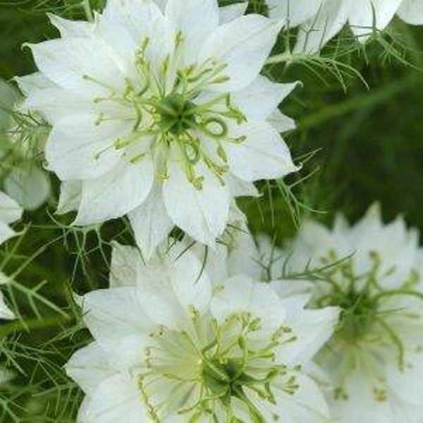 Juffertje in`t groen Green Pod - Nigella damascena Albion Green Pod  80 zaden