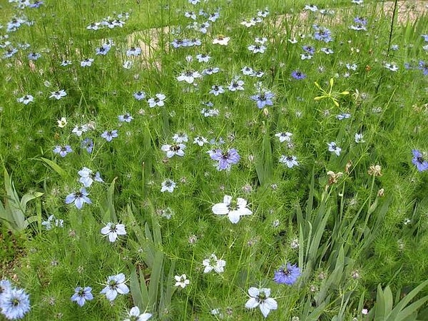 Juffertje in`t groen mix - Nigella mix  100 zaden