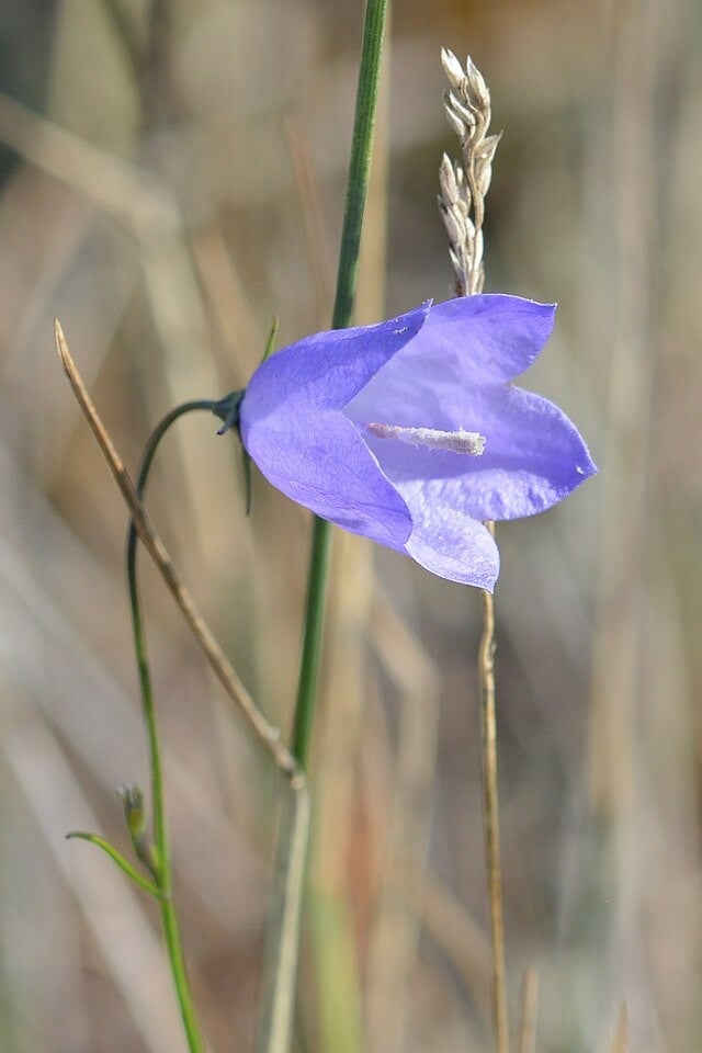 Grasklokje - Campanula rotundifolia  1000 zaden