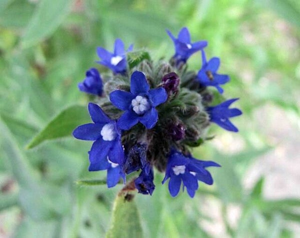 Kaaps vergeet me nietje - Anchusa capensis Blue Angel  75 zaden