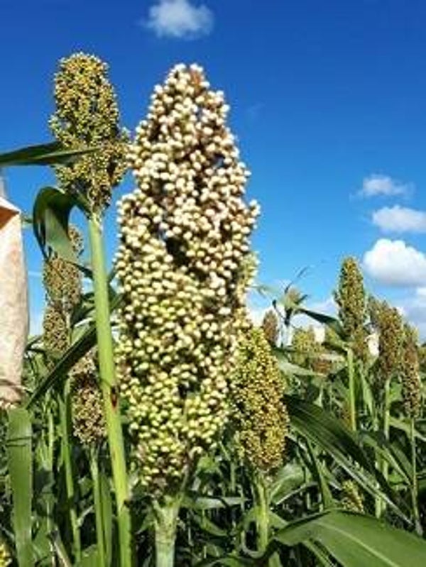 Kafferkoren wit - Sorghum nigricans Milaan White  15 zaden