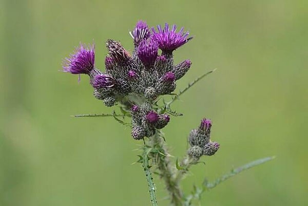 Kale jonker - Cirsium palustre  50 zaden