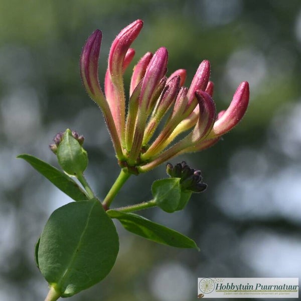 Wilde kamperfoelie - Lonicera periclymenum  25 zaden