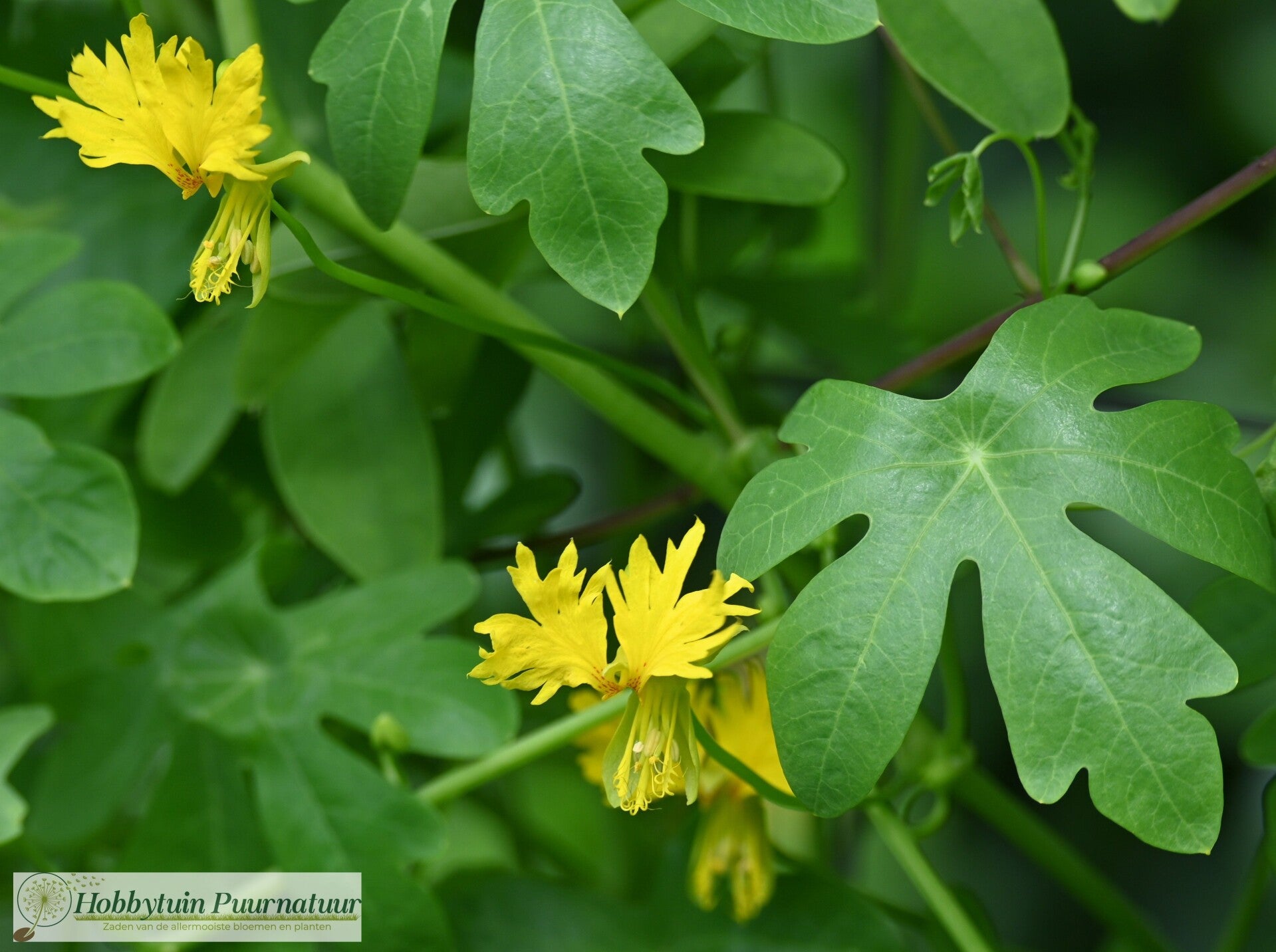 Kanariekers - Tropaeolum peregrinum  10 zaden