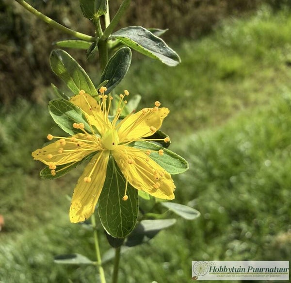 Kantig hertshooi - Hypericum maculatum subsp. obtusiusculum  100 zaden