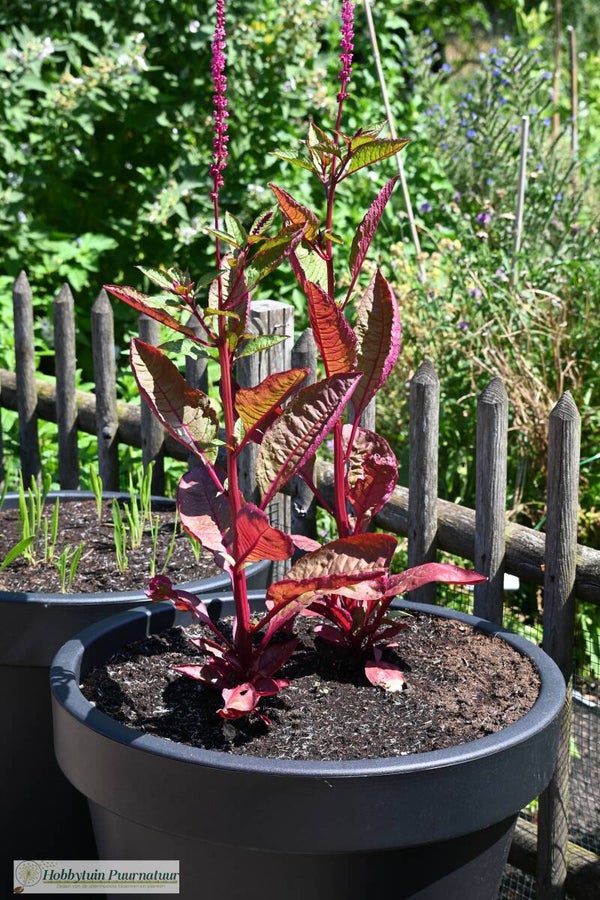 Oosterse karmozijnbes paars - phytolacca acinosa purpurascens  20 zaden