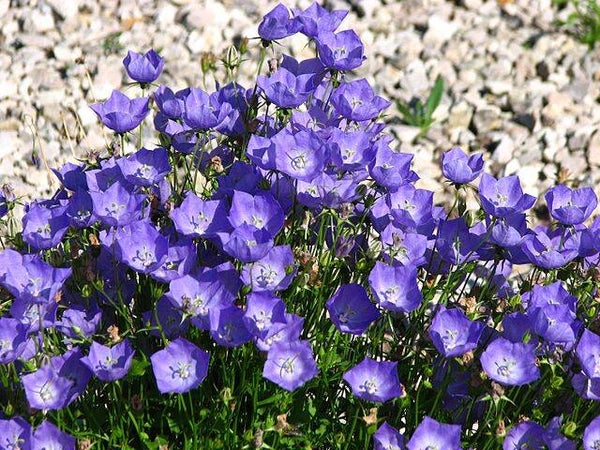 Karpatenklokje blauw - Campanula carpatica Blue  200 zaden