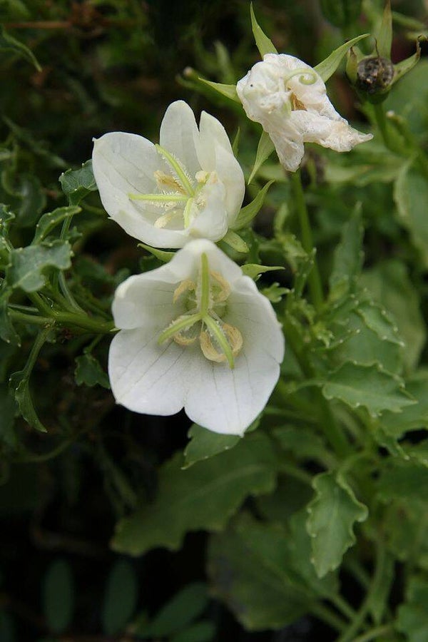 Karpatenklokje wit - Campanula carpatica Alba  200 zaden
