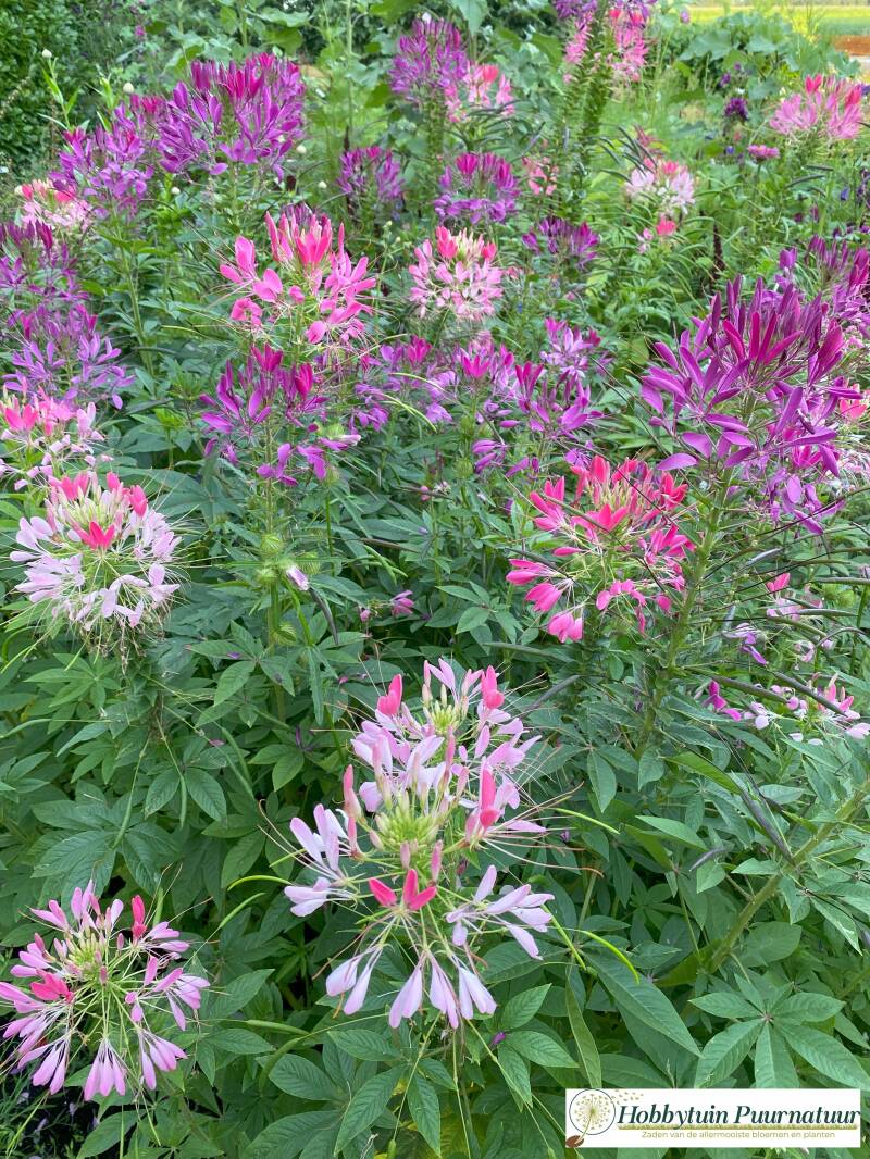 Kattensnor mix - Cleome spinosa Colour Fountain  700 zaden
