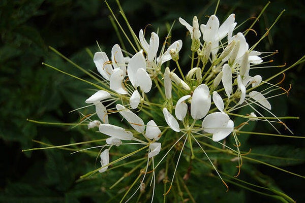 Kattensnor wit - Cleome spinosa White Queen  75 zaden