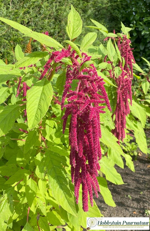 Kattenstaartamarant rood - Amaranthus caudatus Red  200 zaden