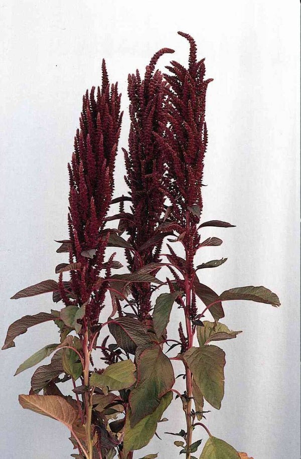 Kattenstaart Oeschberg - Amaranthus cruentus Oeschberg  150 zaden