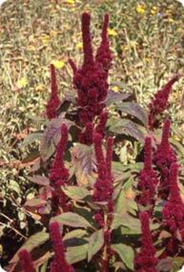 Kattenstaart rood - Amaranthus cruentus Tower Red  50 zaden