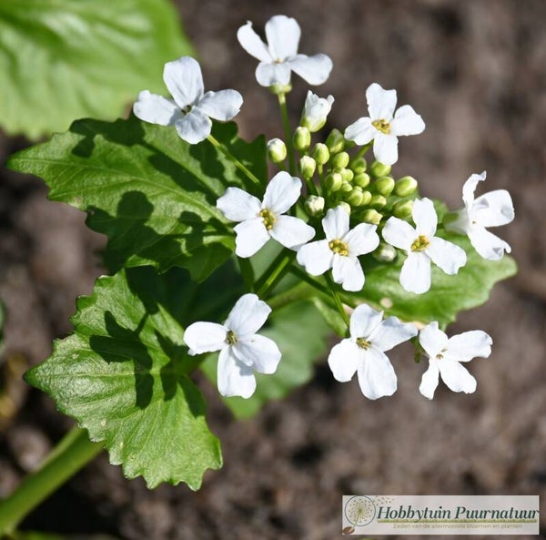 Kaukasische look zonder look - Pachyphragma macrophyllum  25 zaden