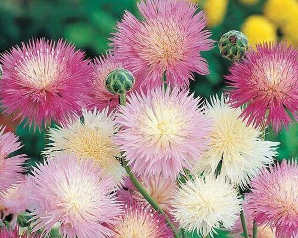 Keizerskorenbloem mix - Centaurea moscata Imperialis mix  30 zaden