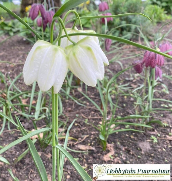 Wilde kievitsbloem - Fritillaria meleagris  25 zaden