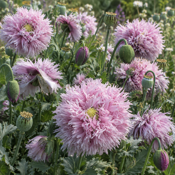 Klaproos Lila Pompom - Papaver somniferum Lilac Pompom  250 zaden
