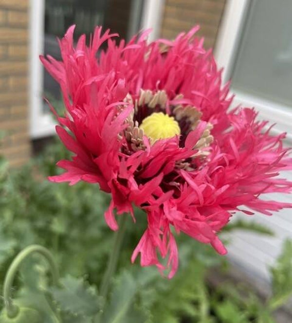Klaproos Rose Feathers - Papaver somniferum subsp. laciniatum Rose Feathers  250 zaden
